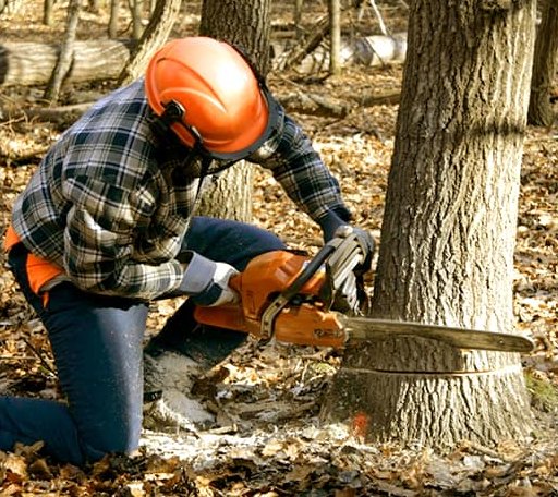 Tree Removal in Dornsife, PA